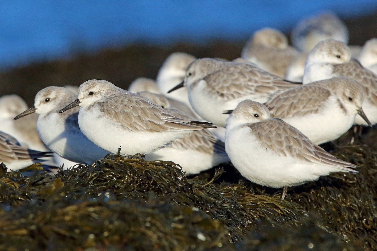 Sanderling - ML78556691