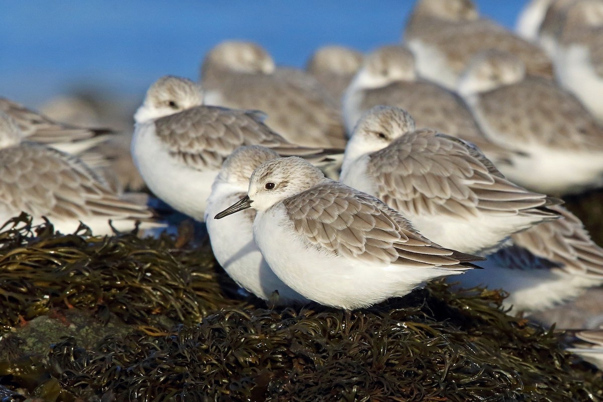 Sanderling - Nigel Voaden