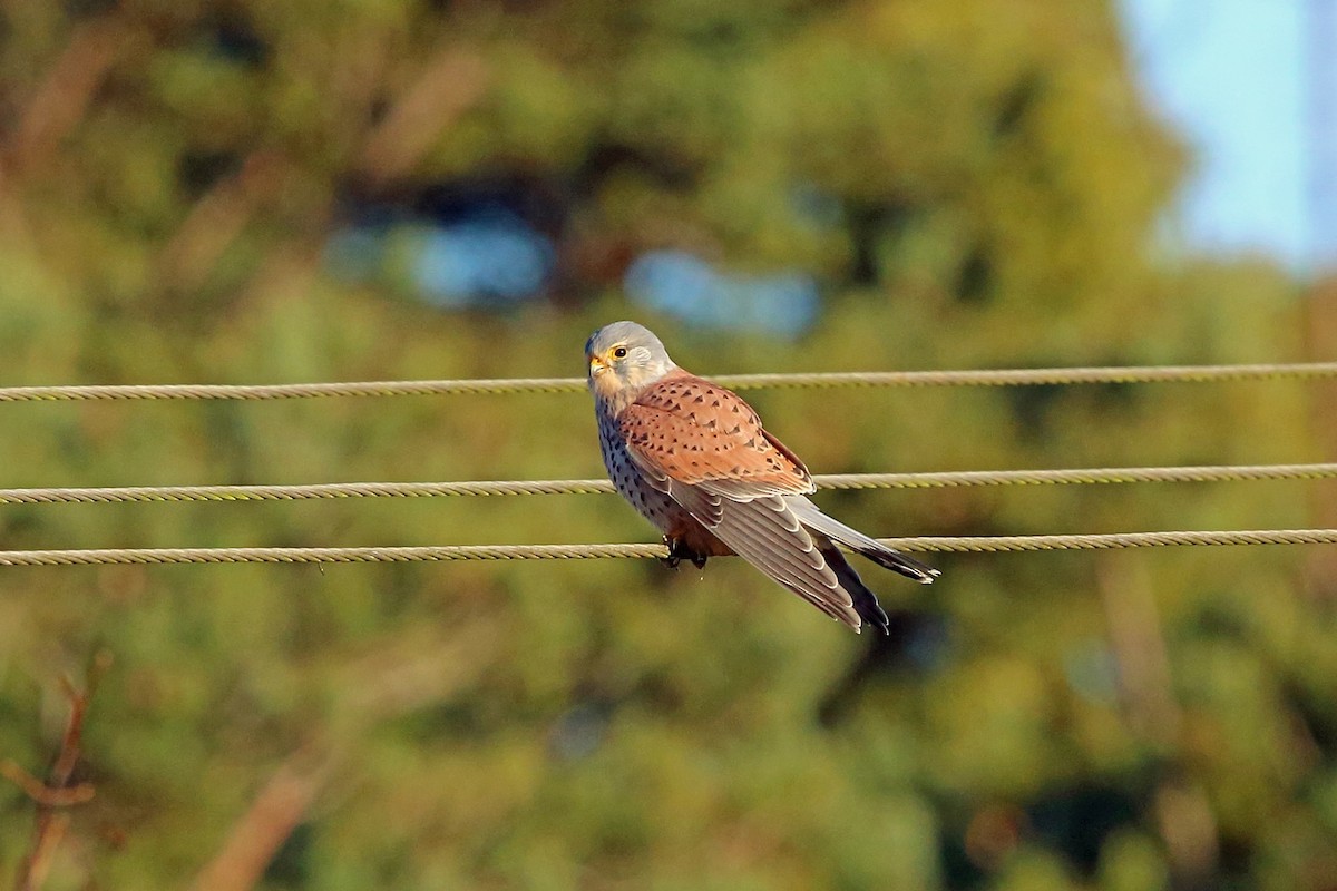 Eurasian Kestrel (Eurasian) - Nigel Voaden