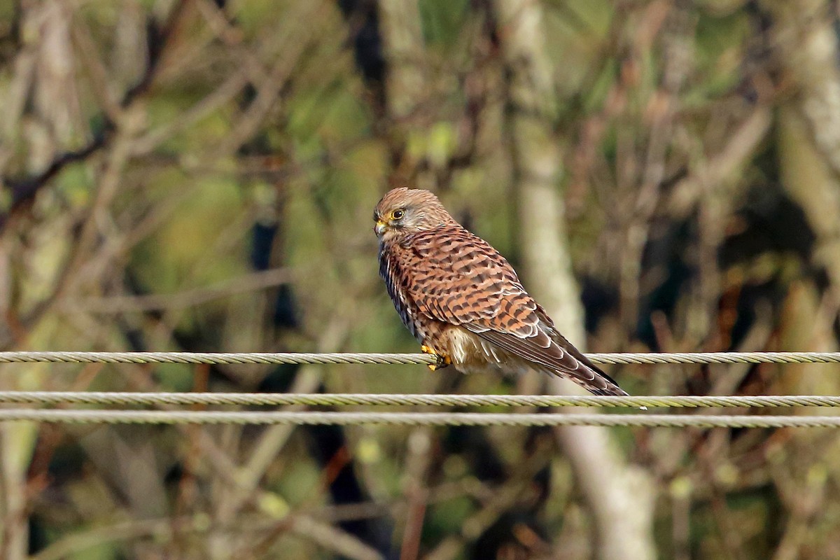 Eurasian Kestrel (Eurasian) - ML78556841