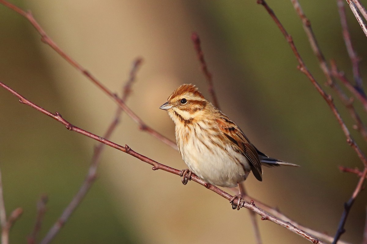 Reed Bunting - Nigel Voaden