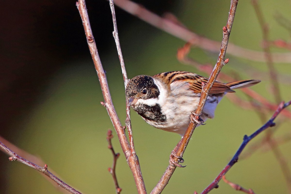 Reed Bunting - Nigel Voaden