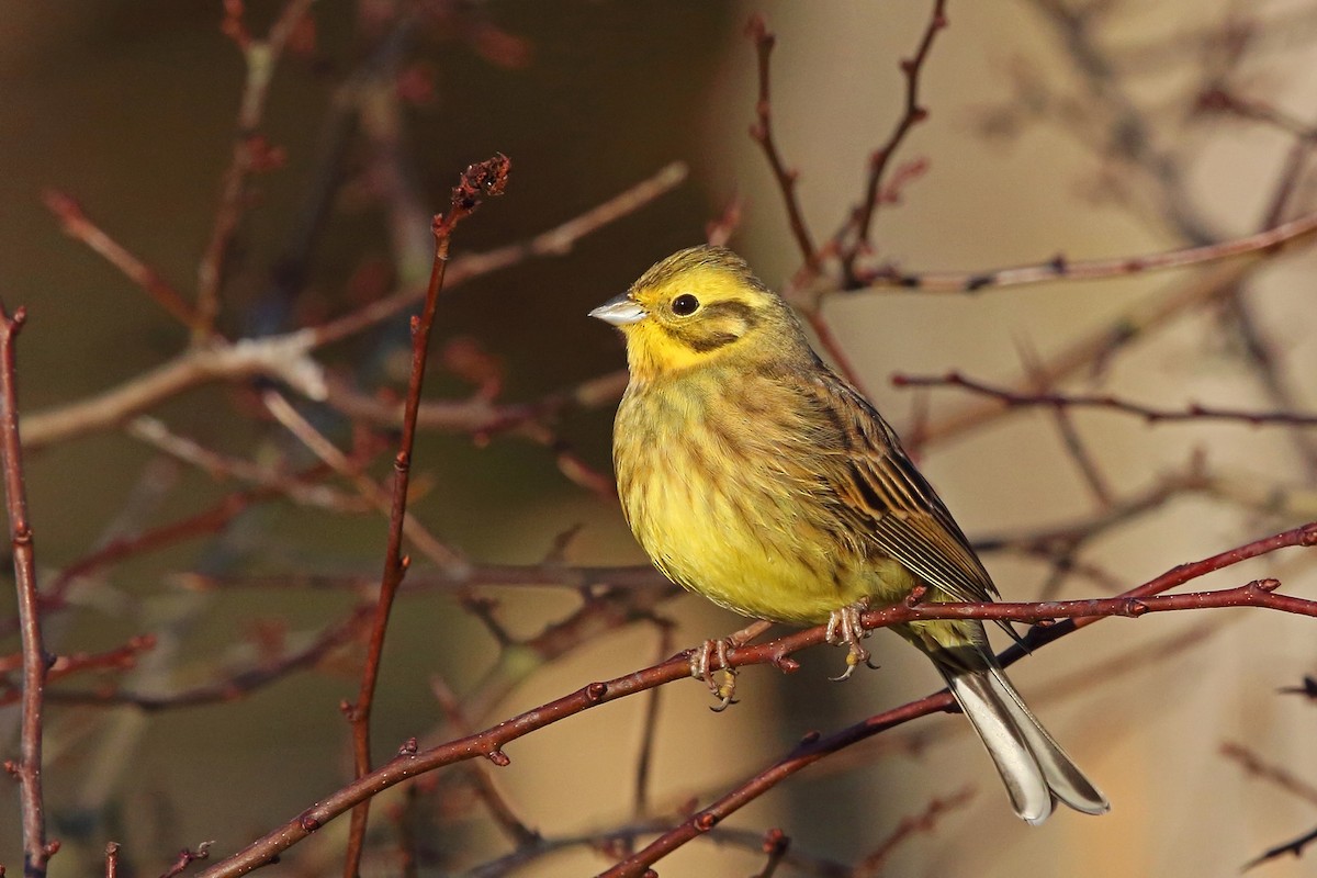 Yellowhammer - Nigel Voaden