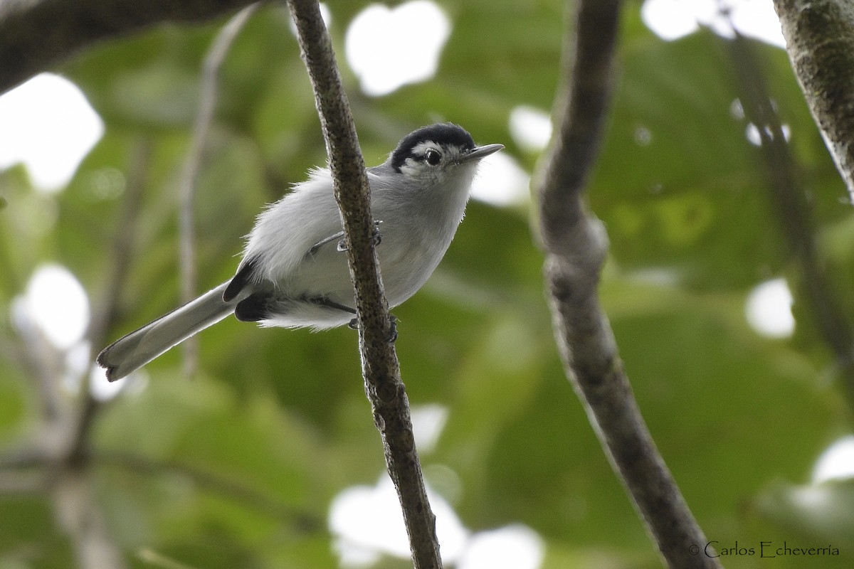 White-browed Gnatcatcher - ML78557741