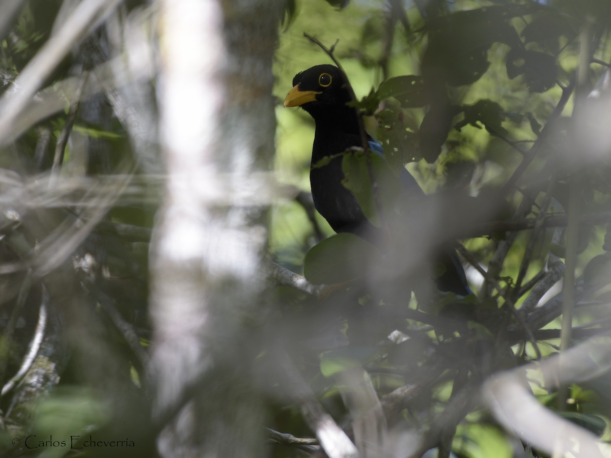 Yucatan Jay - Carlos Echeverría