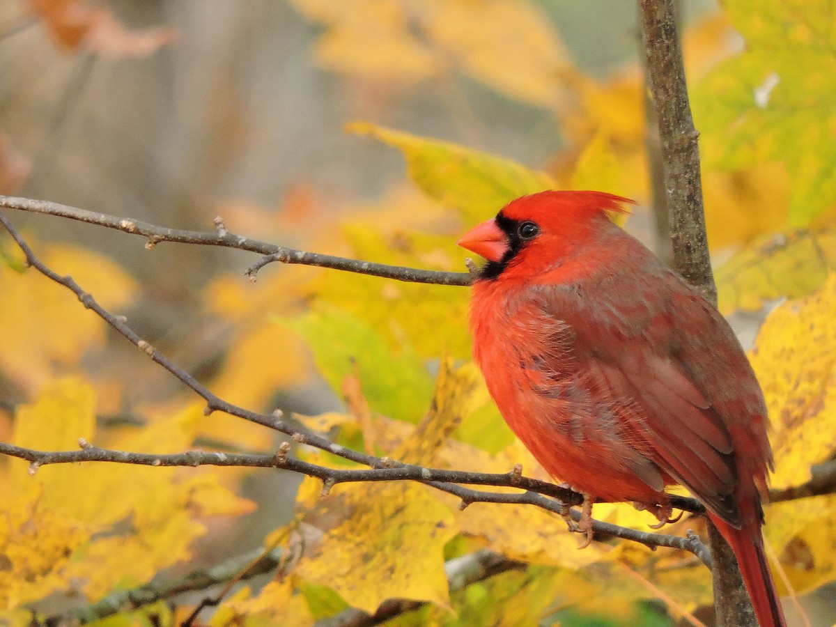 Northern Cardinal - ML78558411