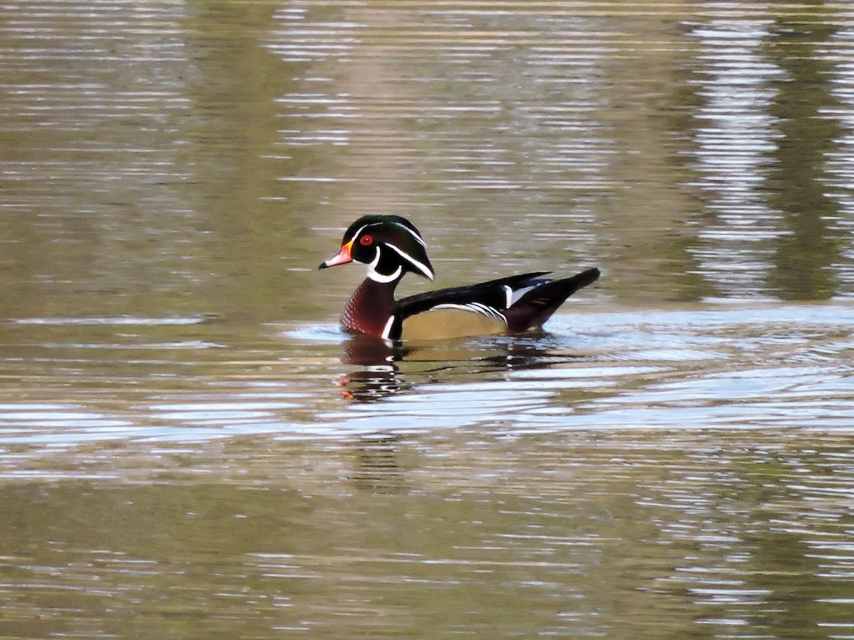 Wood Duck - ML78558451