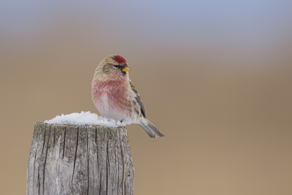 Redpoll (Common) - Joshua Covill