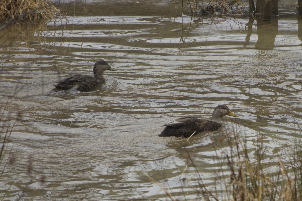 American Black Duck - ML78559301