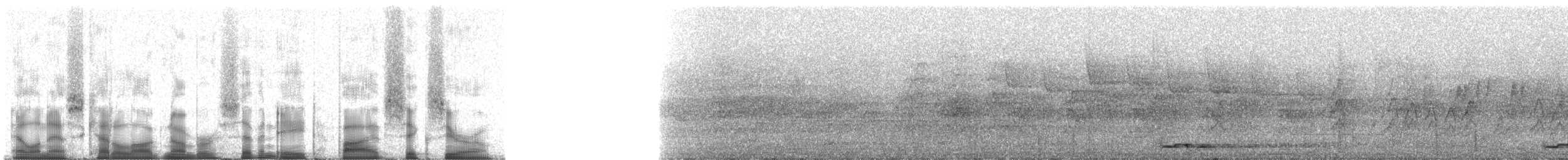 holoubek vlnkovaný - ML78560