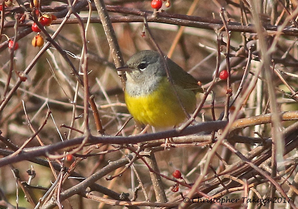 MacGillivray's Warbler - ML78566551