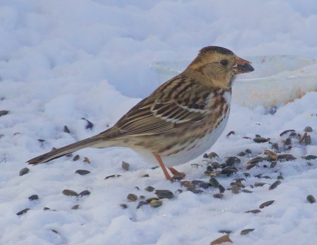 Harris's Sparrow - ML78567351