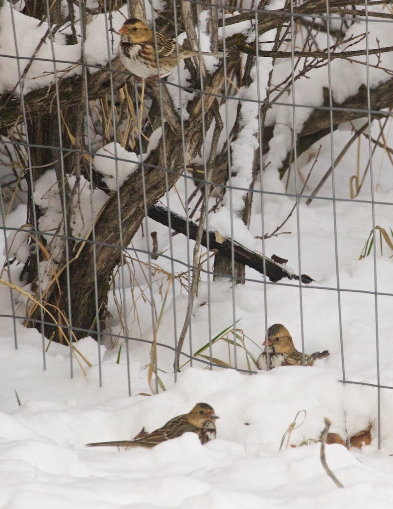 Harris's Sparrow - ML78567361