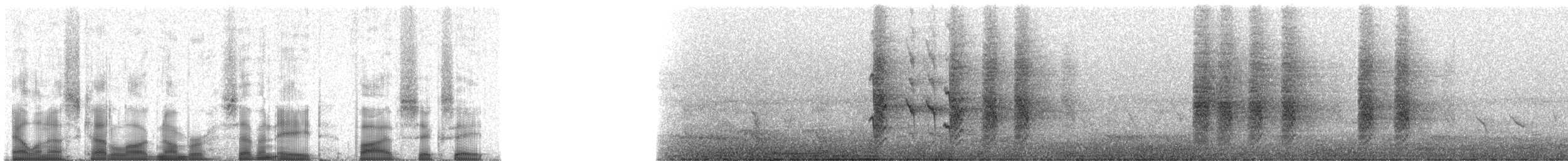 Glanzfleckdrongo [bracteatus-Gruppe] - ML78568