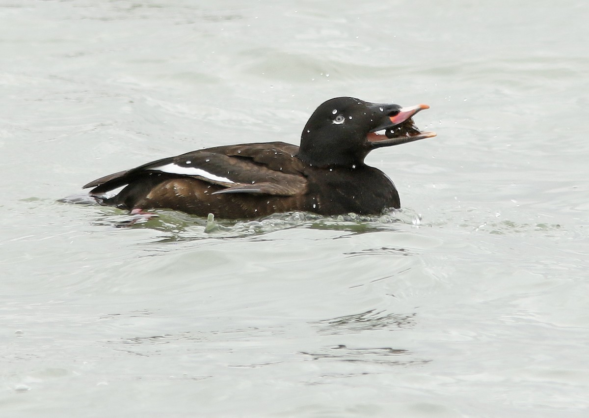 White-winged Scoter - David Beadle