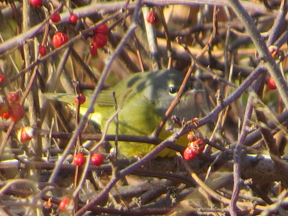 MacGillivray's Warbler - ML78568621