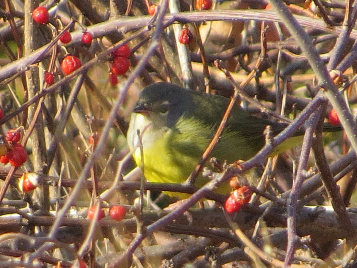 MacGillivray's Warbler - ML78568641