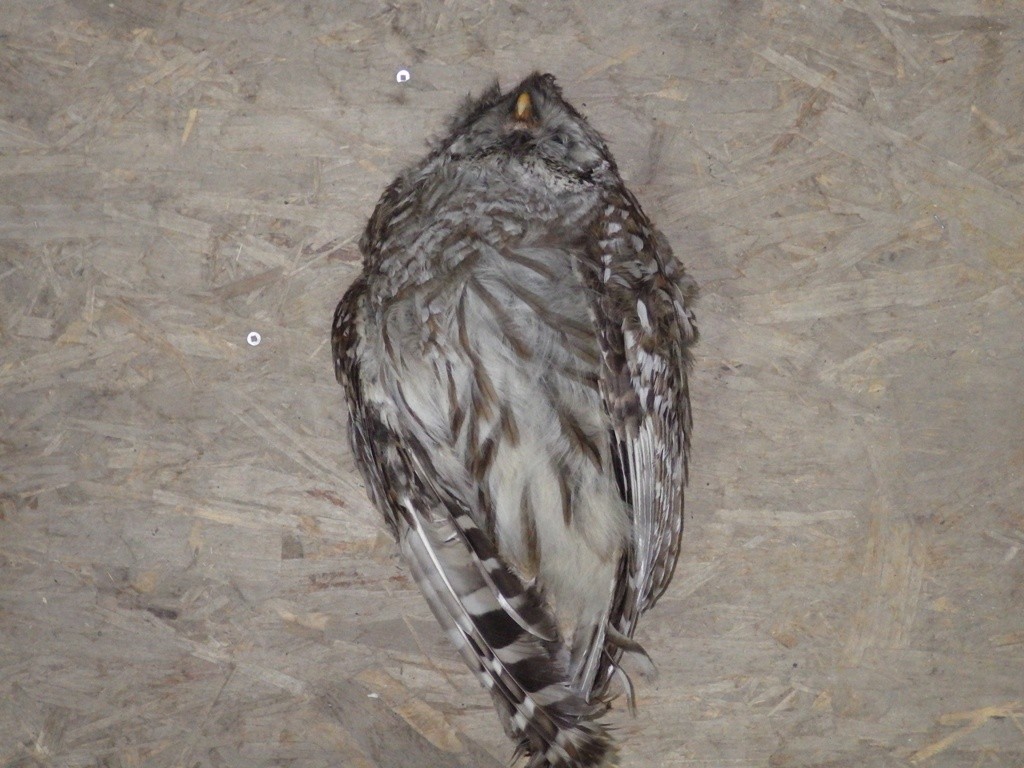 Barred Owl - ML78568841