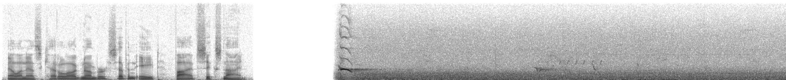 Polochion casqué (yorki) - ML78569
