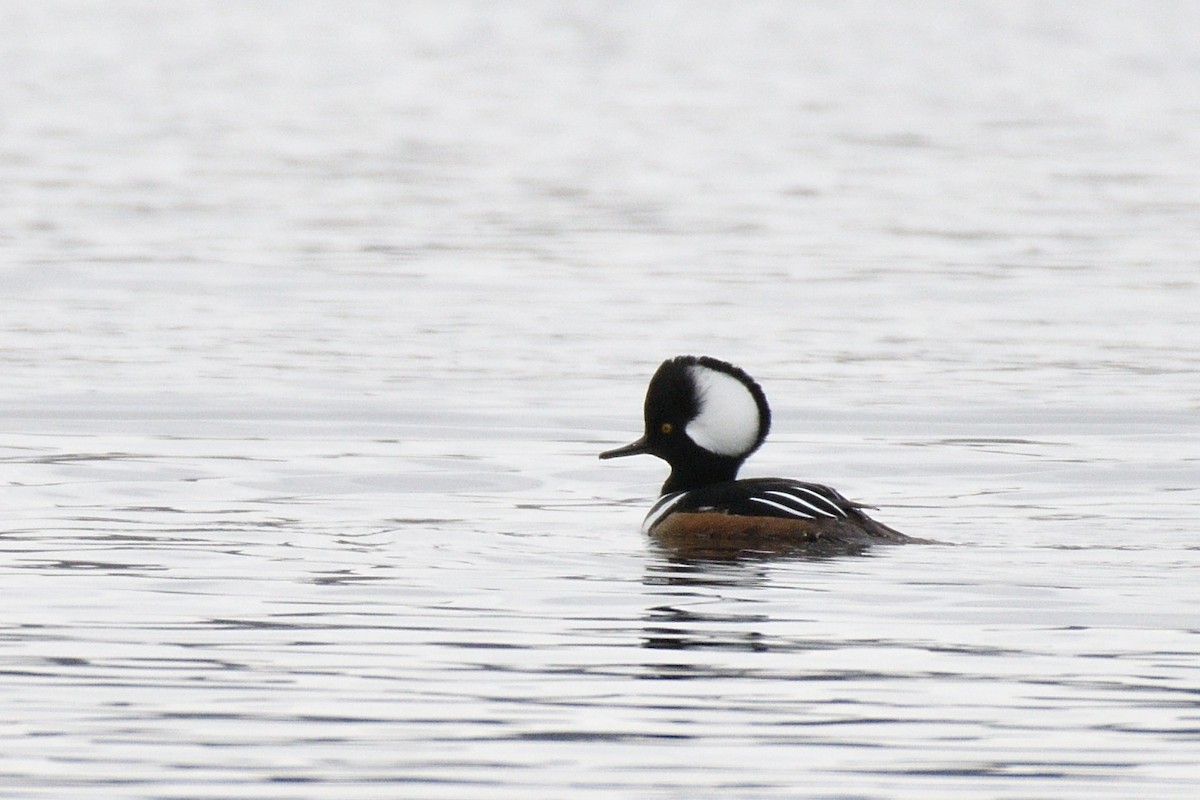 Hooded Merganser - Hugh Whelan