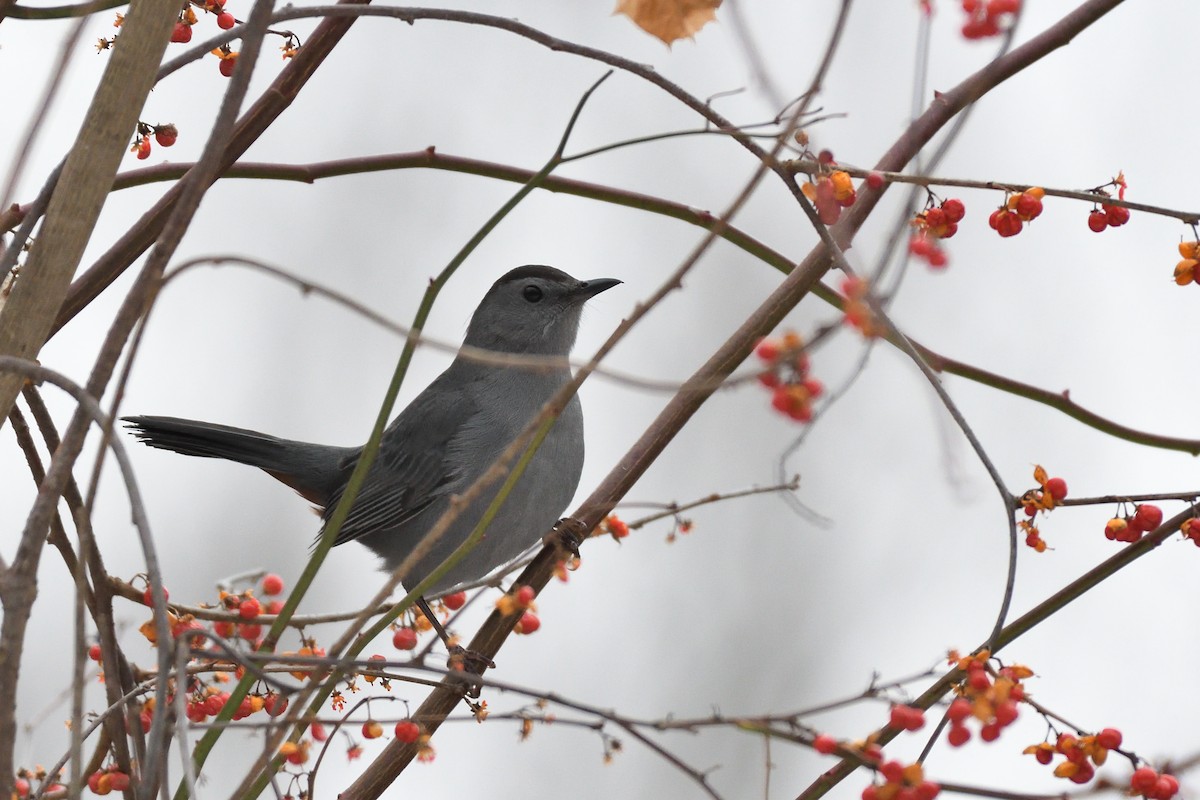 Gray Catbird - ML78570081