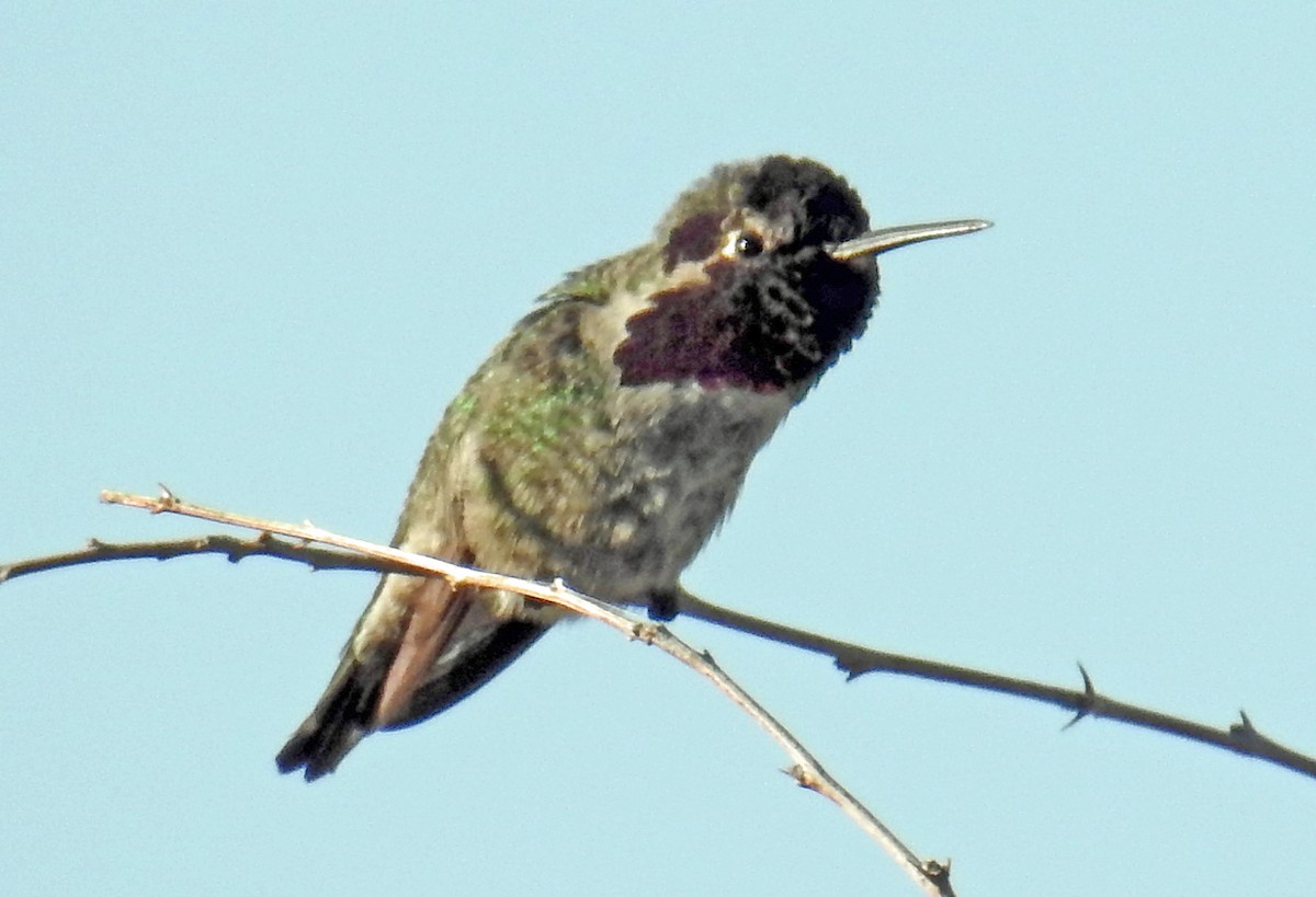 Anna's Hummingbird - Jim Scott