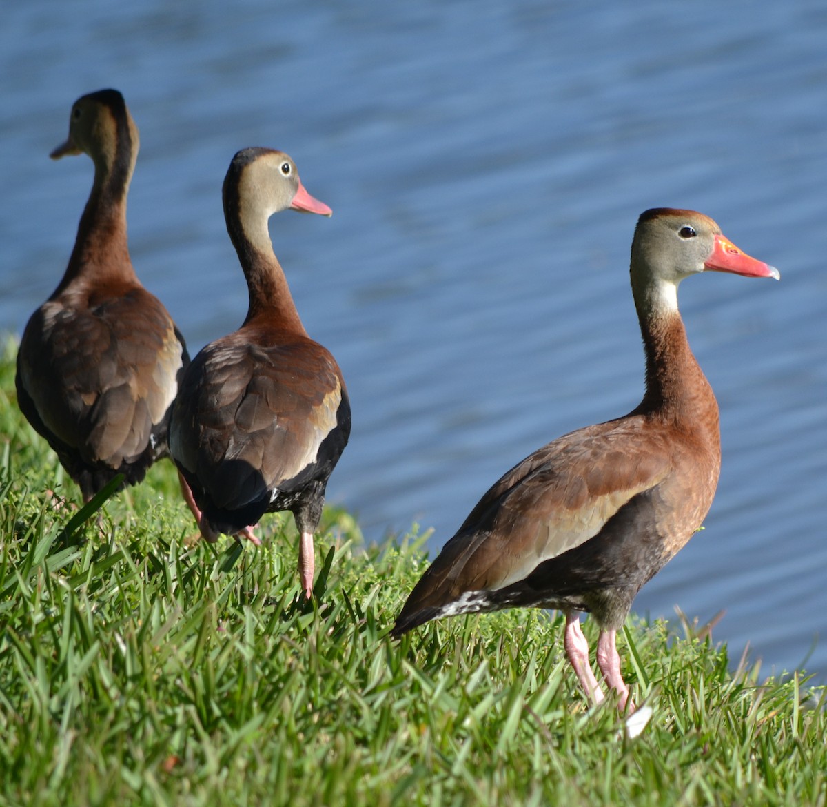 Black-bellied Whistling-Duck - Bill Uttenweiler