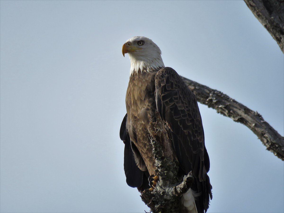 Bald Eagle - ML78572801