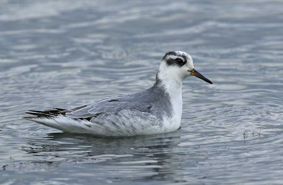 Red Phalarope - Dave Bakewell