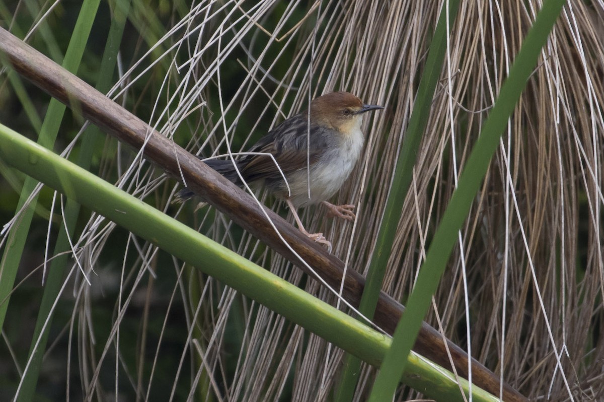 Carruthers's Cisticola - ML78574631