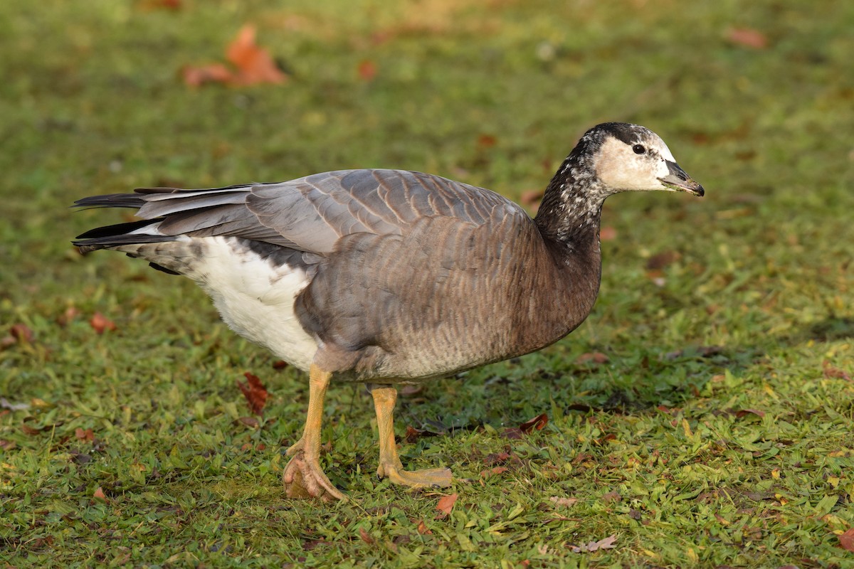 Bar-headed x Barnacle Goose (hybrid) - Ryan O'Donnell