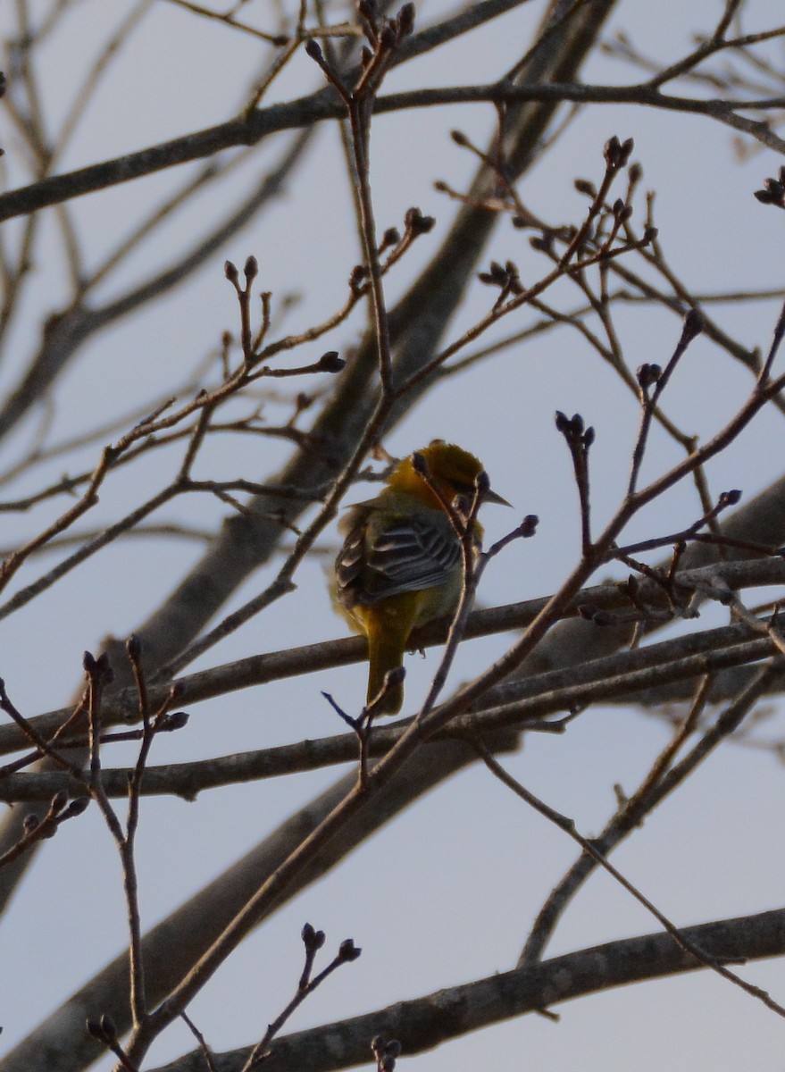 Bullock's Oriole - ML78575541