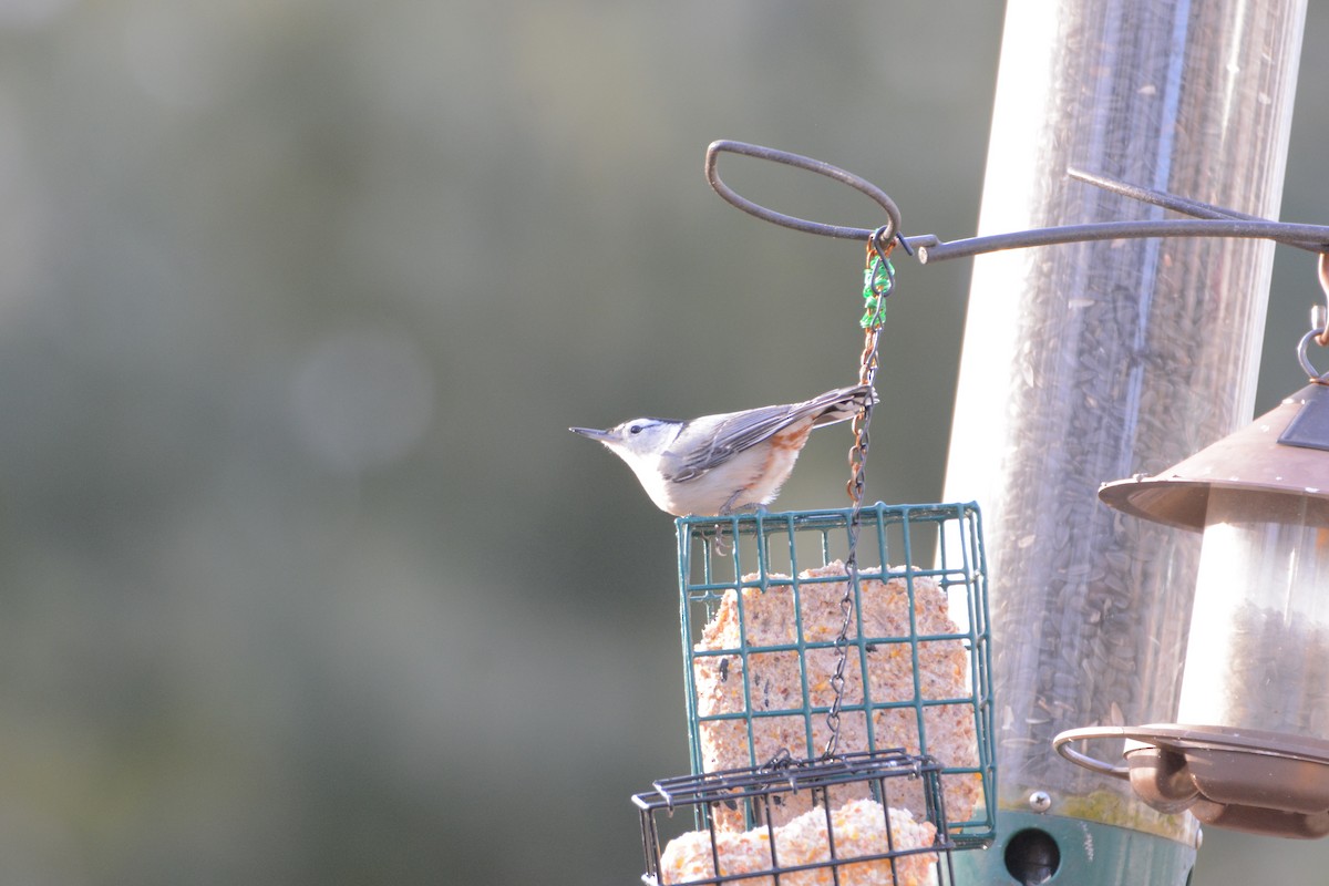 White-breasted Nuthatch - ML78576111