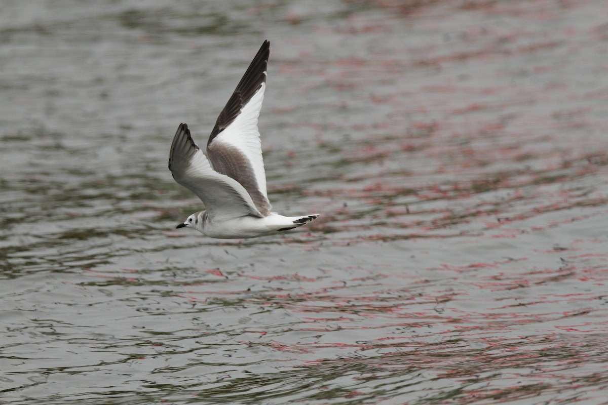 Sabine's Gull - ML78576201