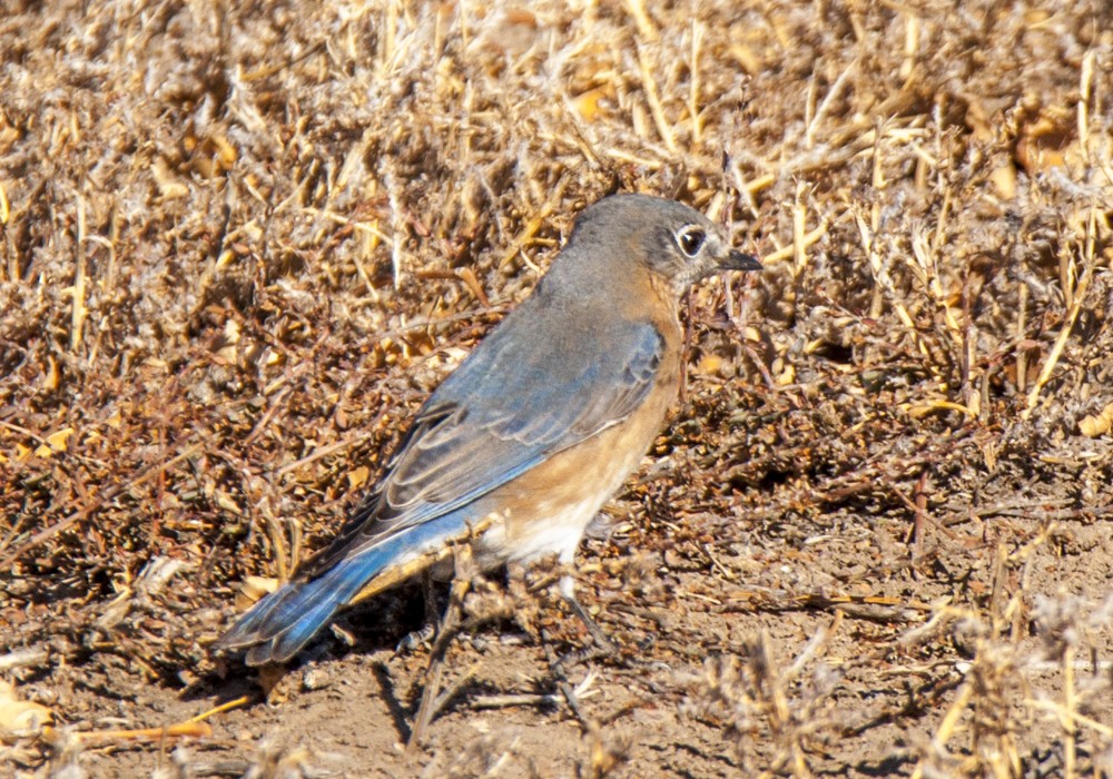 Eastern Bluebird - ML78576371