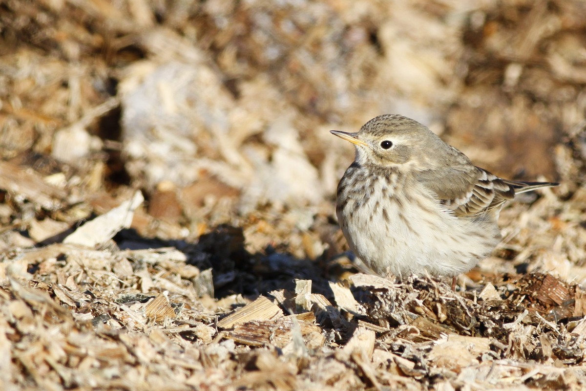 American Pipit - Kyle Lima