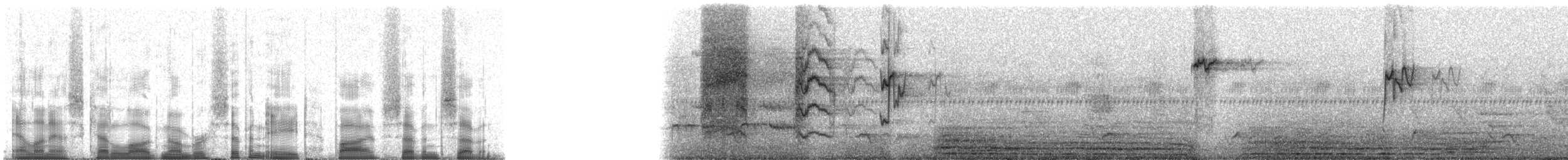 Maskenzwergpapagei [diophthalma-Gruppe] - ML78577