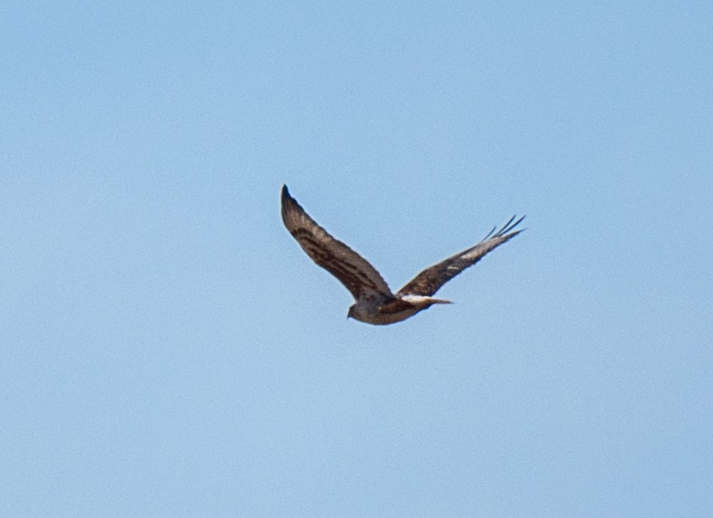 Ferruginous Hawk - Jerry DeBoer