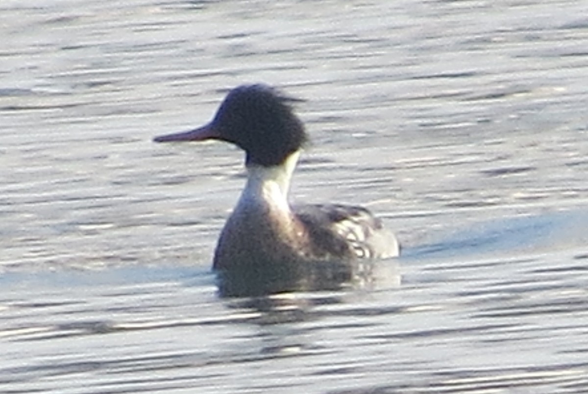 Сэвгэр бохио - ML78578741