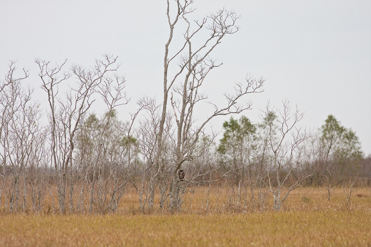 Great Horned Owl - ML78579511