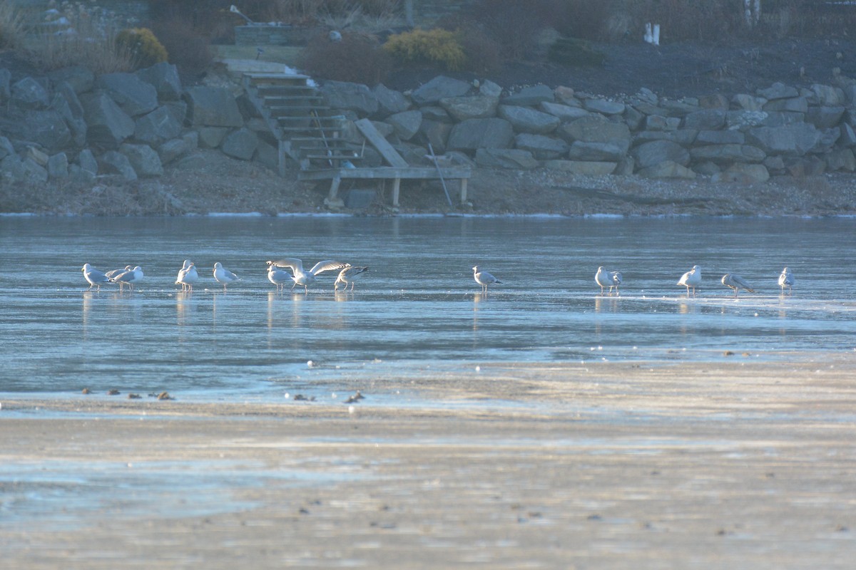 Herring Gull - ML78579881