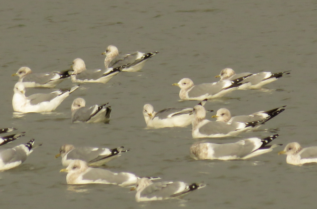 Short-billed Gull - ML78580531