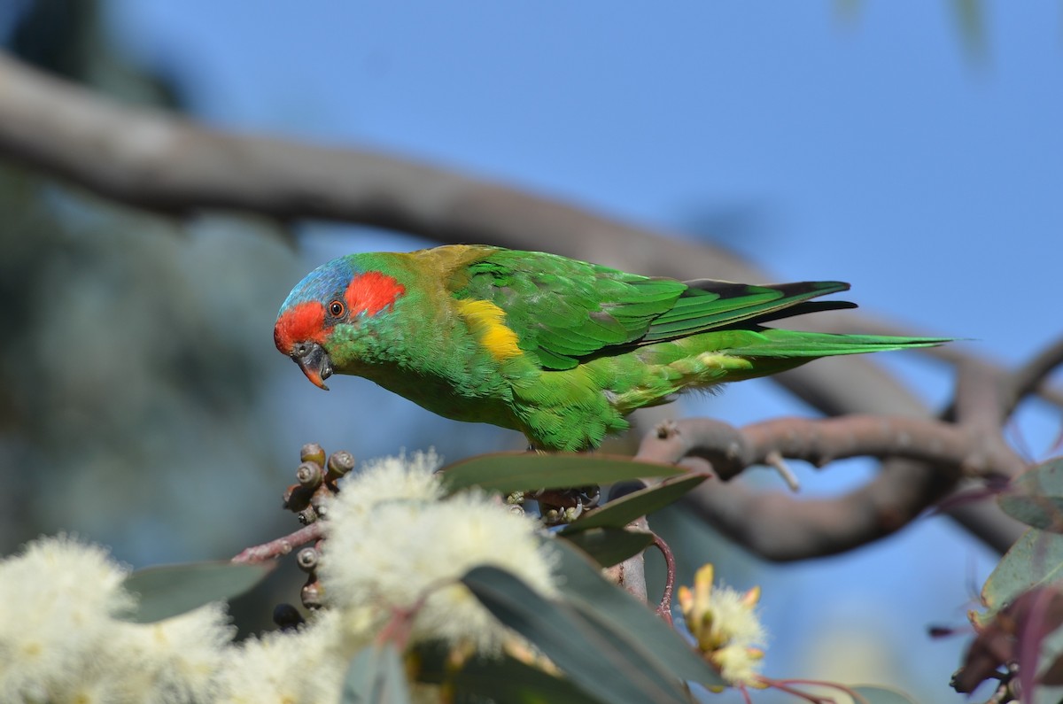 Musk Lorikeet - Dirk Tomsa