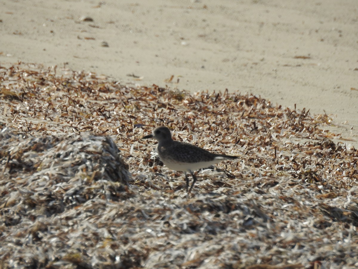 Black-bellied Plover - ML78583021