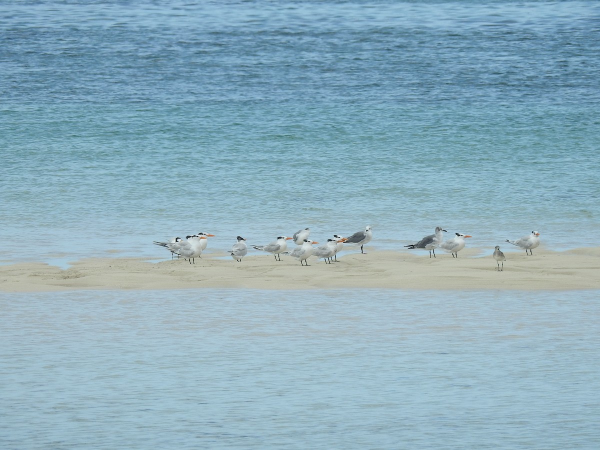 Black-bellied Plover - ML78583051