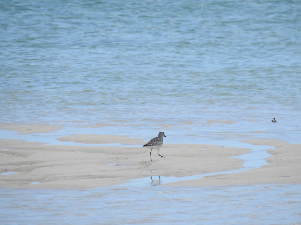 Black-bellied Plover - ML78583061