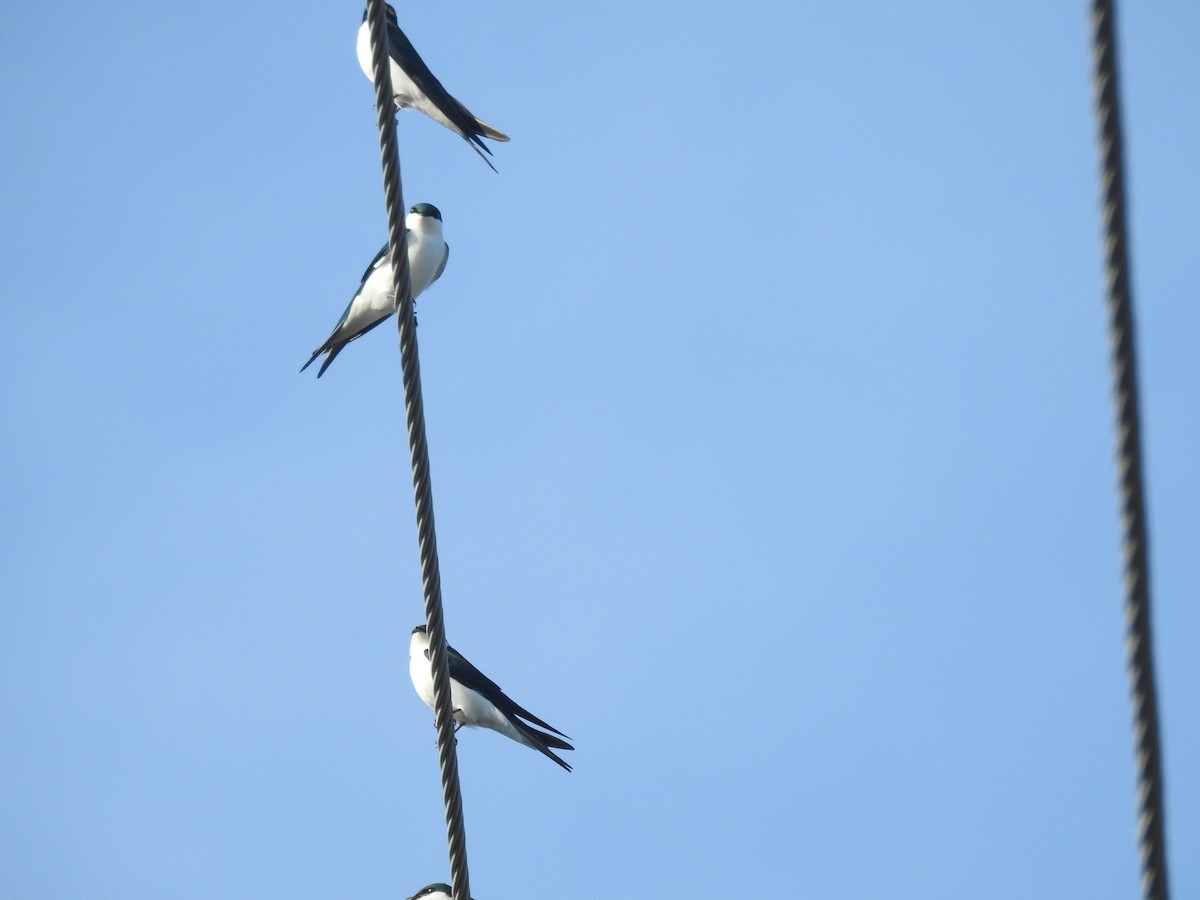 Bahama Swallow - ML78583811