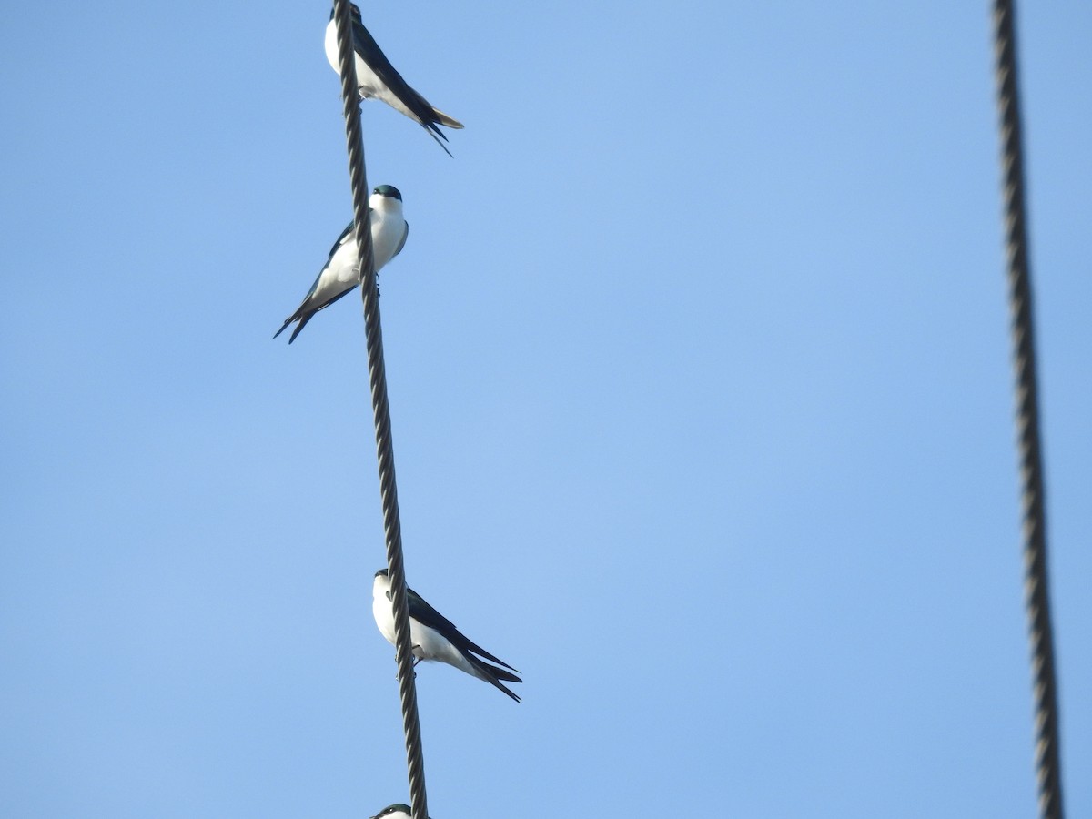 Golondrina de las Bahamas - ML78583811