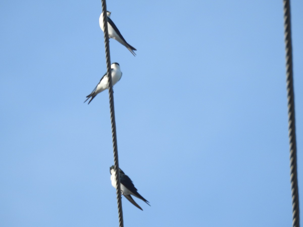 Golondrina de las Bahamas - ML78583891