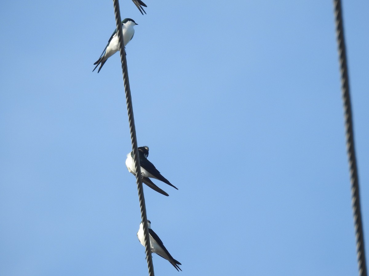 Golondrina de las Bahamas - ML78583951